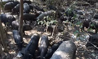 Đàn lợn rừng 300 con đại náo cả khu vực Khlong Sa Bua, tỉnh Ayutthaya, Thái Lan