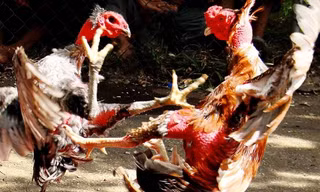 Xem thần kê tung tuyệt kỹ