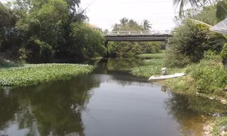 Buồn buồn, nhảy cầu tự tử
