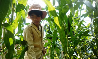 Cậu học trò làm thuê nuôi bố mẹ bệnh tật
