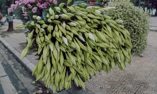 Hà Nội đắm mình trong sắc trắng của hoa loa kèn 