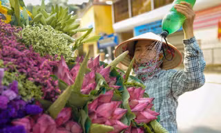 Ngẩn ngơ hương sắc sen đầu mùa xuống phố Hà Nội
