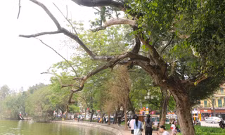 Cây sưa đỏ quý hiếm hàng trăm năm tuổi chết khô bên hồ Hoàn Kiếm