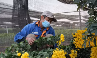 Người dân làng Tây Tựu thấp thỏm chờ Tết
