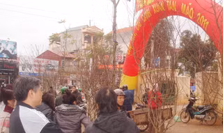 Đào tiên xuống phố