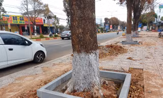 Thi công dự án chục tỷ, chặt luôn loạt rễ cây xanh vỉa hè