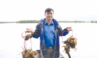 Vua tôm khu đầm trống