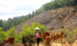 Thả bò trên đồi
