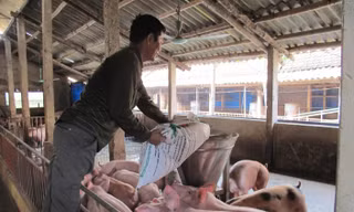 Các doanh nghiệp chăn nuôi lớn nên “nhả” con giống, thức ăn chăn nuôi với giá hợp lý cho các hộ chăn nuôi, trang trại, HTX