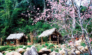 Anh đào Nhật Bản tại Điền Trang