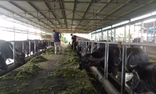 Trang trại hiện có hàng trăm con trâu