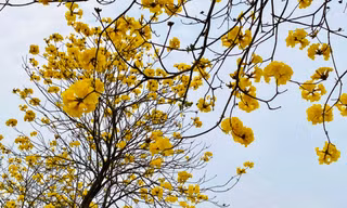 Phong linh nở vàng rực ở La Khê