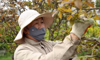 Hết tháng Giêng, nhà vườn vẫn 'bão đơn' nhận chăm mai sau Tết