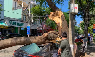 Cây xanh bất ngờ ngã đổ đè trúng ô tô trên đường ở Đà Nẵng