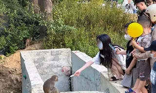 Tái diễn vấn nạn du khách tới bán đảo Sơn Trà cho khỉ ăn