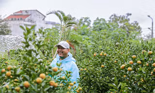 Thủ phủ quất lớn nhất miền Trung tất bật vụ Tết