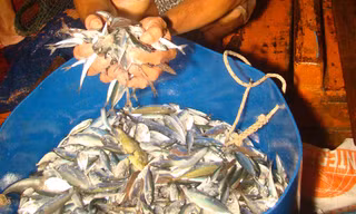 Săn cá nửa đêm