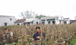 Chủ vườn mai đã sẵn sàng, nhưng khách hàng vắng bóng
