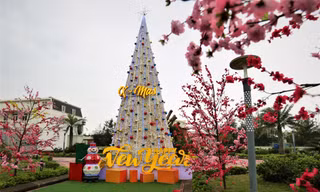 Cây thông Noel vỏ sò 'độc nhất vô nhị' ở Hà Tĩnh