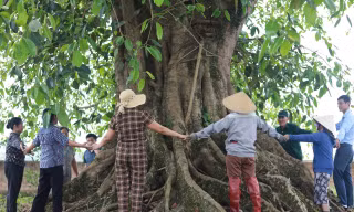 Báu vật 'cụ đa' hơn 300 năm tuổi, nơi trú ẩn của bộ đội thời chiến
