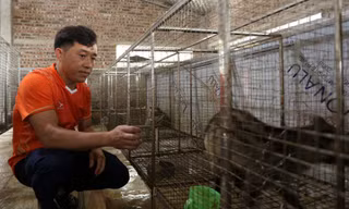 Kỹ sư xây dựng về quê mở trại chồn hương bạc tỷ 