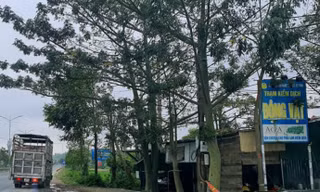 Hai nhân viên trạm kiểm dịch bị bắt vì ‘vòi tiền’ xe chở lợn 