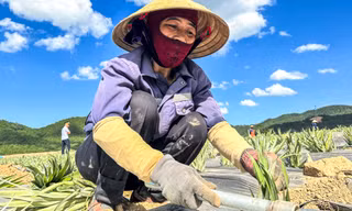 Thấy giá cao chót vót, người dân đồng loạt bỏ keo trồng dứa