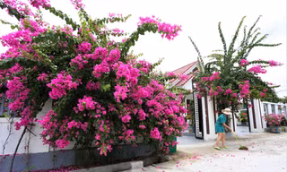 Những cổng hoa giấy khoe sắc rực rỡ ở xã nông thôn mới 