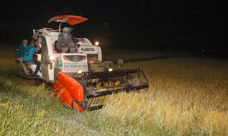 Nông dân Hà Tĩnh đội đèn gặt lúa trong đêm để tránh nắng