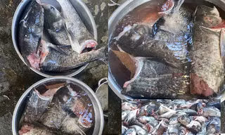 Lãnh đạo tỉnh Hà Tĩnh nói gì về vụ 10 tạ cá mè bị chết ở cửa xả nước hồ Kẻ Gỗ