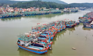 11 tỉnh miền Trung 'bắt tay' quản lý tàu cá, truy xuất nguồn gốc hải sản