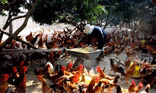 Thời tiết thay đổi khiến nguy cơ cúm gia cầm lây sang người rất cao