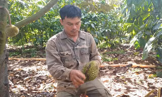 Vườn cây tiền tỷ liên tiếp bị phá hoại