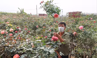 Anh Nguyễn Đức Mạnh (Nhà vườn Thủy Mạnh) đang cắt tỉa hồng để chuẩn bị cho dịp Tết 