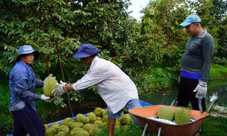 Đại phẫu 'vua' trái cây tỷ USD: Loay hoay giữa ma trận tiêu chuẩn 
