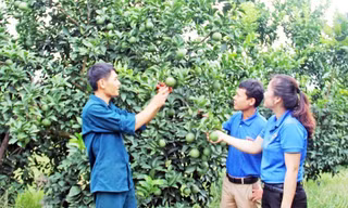 Anh Cao Duy Khôi - Bí thư Chi đoàn Minh Kính, xã Minh Hợp, huyện Quỳ Hợp, Nghệ An (trái) giới thiệu vườn cam cho cán bộ Huyện Đoàn