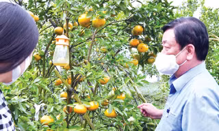 Bộ trưởng NN&PTNT Lê Minh Hoan thăm vùng quýt Lai Vung (Đồng Tháp). Vùng trái cây đặc sản này trước đây đất bị ô nhiễm nặng khiến cây bị bệnh, nguy cơ xóa sổ 1.200 ha; hiện nay đang được phục hồi với quy mô khoảng 570 ha