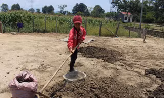 Em nhỏ người M’nông phơi phân bò giúp gia đình