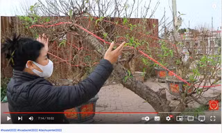 Nhà vườn giới thiệu, bán cây cảnh qua video trên mạng xã hội 