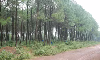 Làm đẹp mãi những cánh rừng xanh 