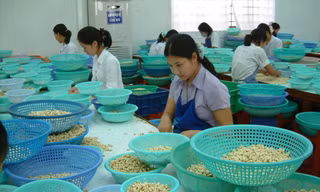 Doanh nghiệp tìm hiểu kỹ hợp đồng xuất khẩu trước khi ký kết. Ảnh: DN sản xuất điều tại Bình Phước