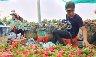 Lượng lớn thanh long tắc đầu ra. ẢNH: N.HUY