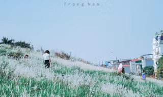 Triền đê Long Biên tràn ngập cỏ lau trắng muốt, giới trẻ Hà Nội xúng xính tới check-in