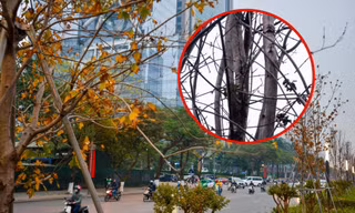 Hàng phong lá đỏ trên đường Nguyễn Chí Thanh thành "củi khô", Hà Nội thay thế bằng cây gì?
