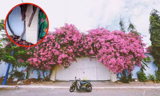 Giàn hoa giấy nổi tiếng ở Vũng Tàu bị kẻ gian cưa trộm: Cây héo úa vì bị cưa thân, cắt gốc