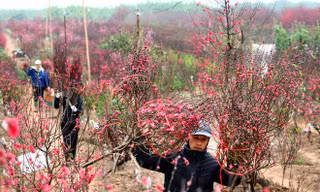 Thời tiết dịp Tết Nguyên đán Quý Mão 2023 có thuận lợi để du xuân?
