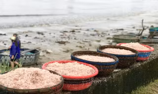 Chỉ cần chăm chỉ, ngư dân có thể kiếm được tiền triệu mỗi ngày từ việc đánh bắt ruốc biển - ảnh Thái Lâm 