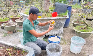 Xem nông dân Đà Nẵng hồi sinh cây Tết bán ế