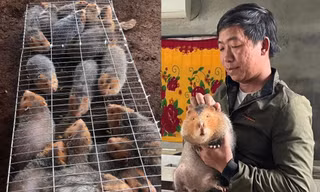 Nuôi 'con má vàng' xênh xang thu nhập