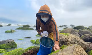Những phụ nữ ‘cược’ mạng sống với biển, đu bám ghềnh đá hái rau nước mưu sinh 
